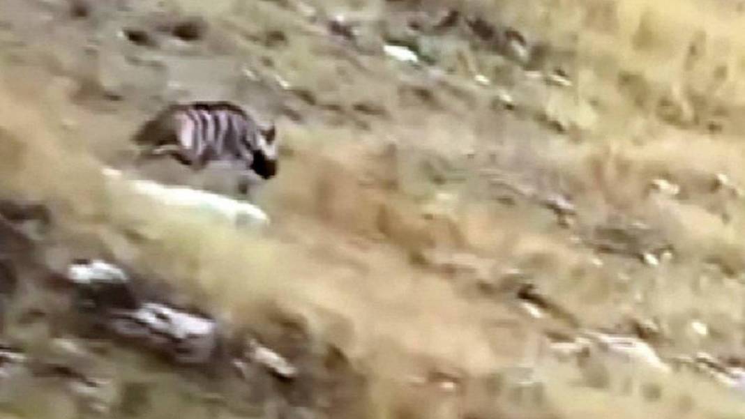 Burası Afrika savanası değil Yozgat! Öyle bir yaratık kameralara takıldı ki... Görenler belgesel sandı 3